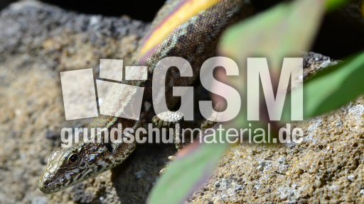 Mauereidechse (4).jpg